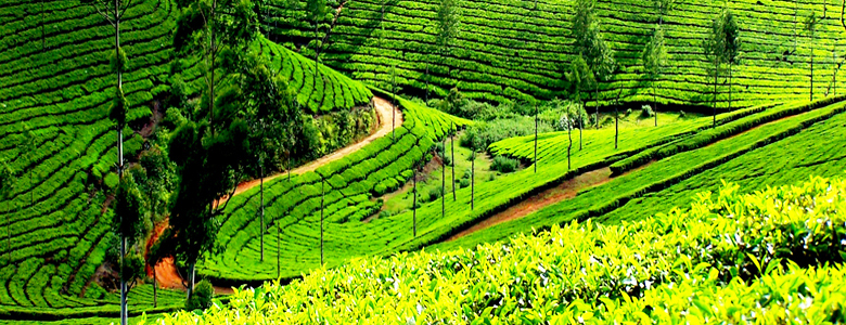 Green Kerala